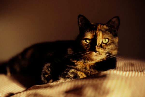 Cat_1 - 01