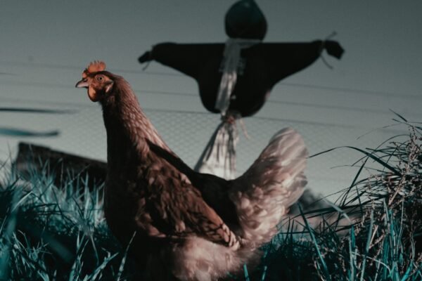 scarecrow Colour 17 - 01