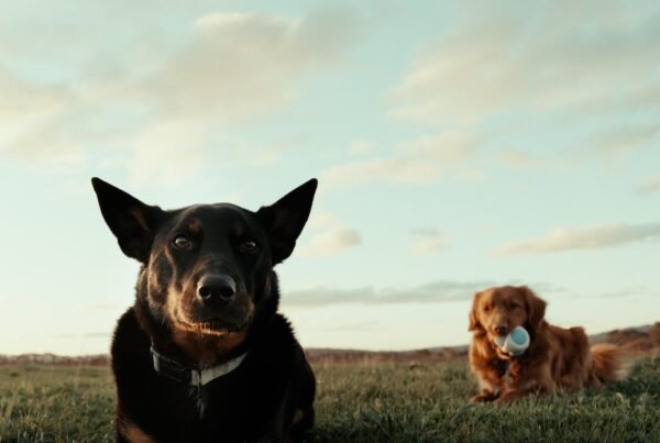 Louis & Ned